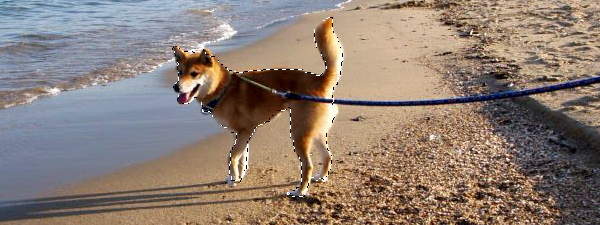 電脳はさみツール