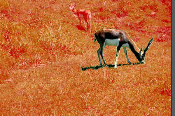 12. 未選択部分を塗る 12. 未選択部分を塗る