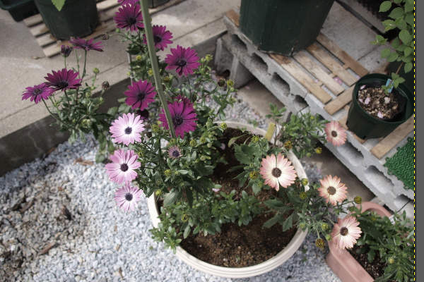 1. 補正前の写真 1. 補正前の写真