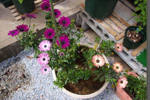 3. 補正後の写真 3. 補正後の写真