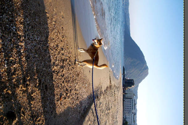 1. 回転前の画像