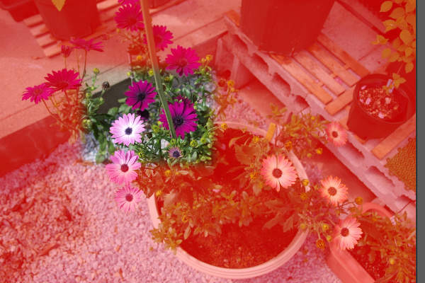 6. 視覚化された選択率 6. 視覚化された選択率